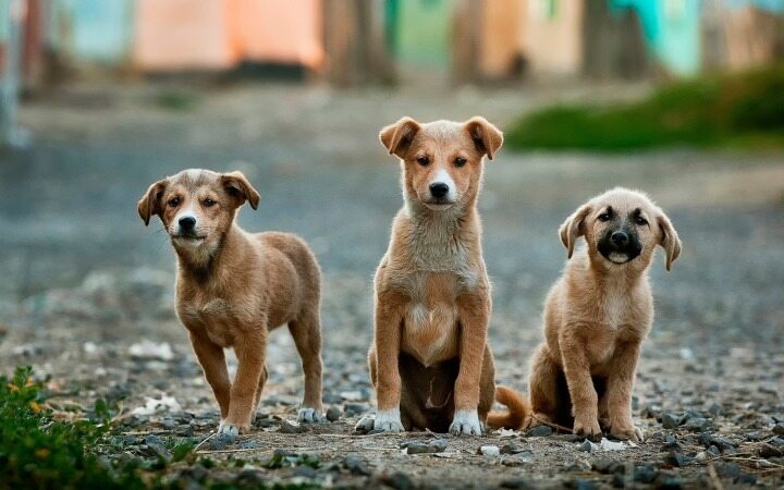12 سگی که بدون اطلاع صاحبشان پس از ابتلا به کرونا کشته شدند