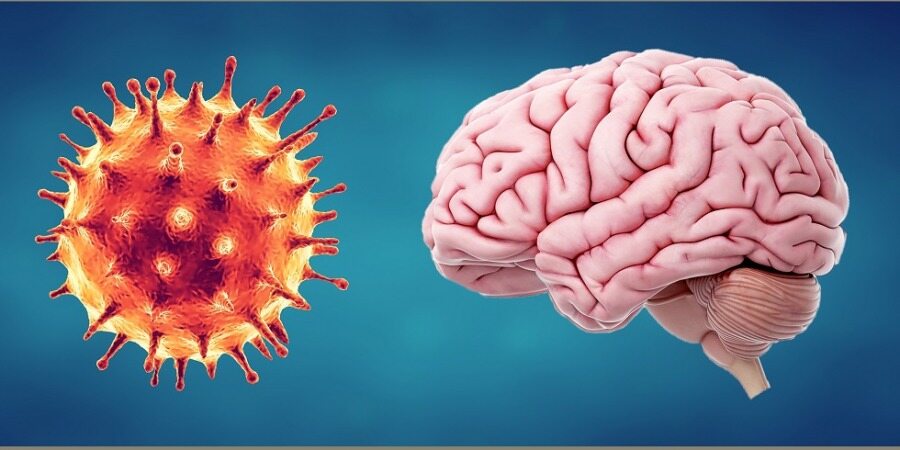 حمله ویروس کووید ۱۹ به سلول‌های مغز