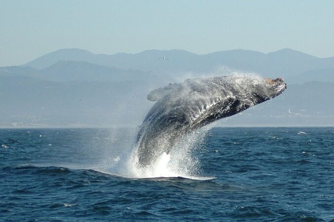 استفراغ نهنگ یک ماهیگیر را میلیاردر کرد!+تصویر