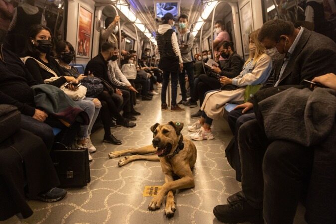 سگ خیابانگردی که به یک سلبریتی معروف در توییتر تبدیل شد