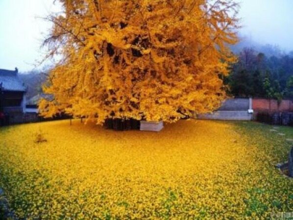 زیبایی حیرت انگیز درخت طلایی با 1400 سال قدمت در چین +عکس