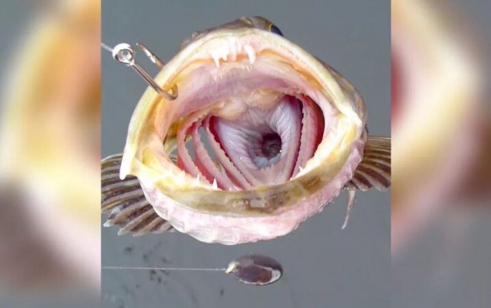 این ماهی ۵۵۵ دندان دارد!