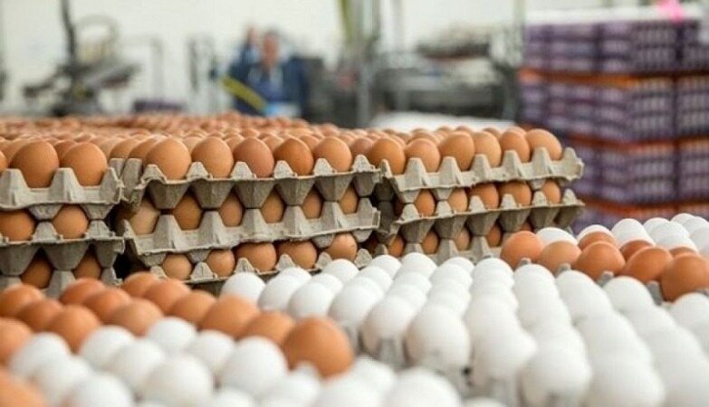 خبری خوب از بازار مرغ منجمد و تخم‌مرغ