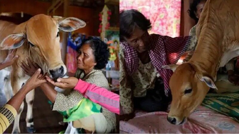 ازدواج زن کامبوجی با یک گاو!