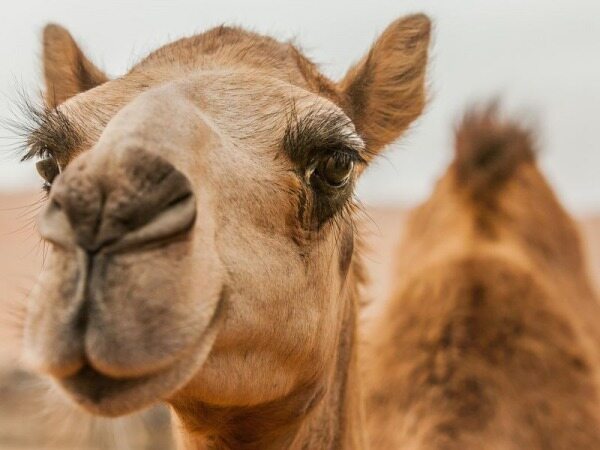 بوتاکس لب، ده‌ها شتر را از مسابقات فستیوال عربستان حذف کرد