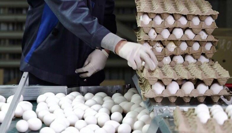 کاهش دوباره قیمت تخم مرغ 