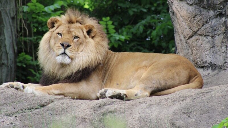 قطع شدن دست کودک توسط شیر در باغ وحش