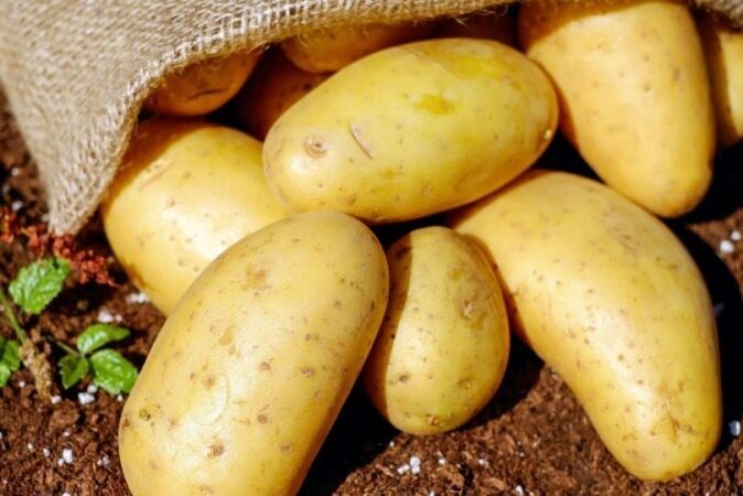 ازبکستان سلامت سیب زمینی صادراتی ایران را به طور رسمی تایید کرد