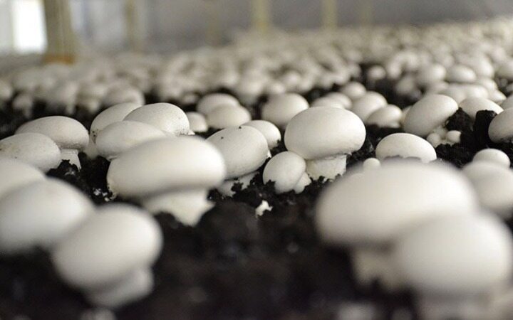 تولید پروتئین سفیده تخم‌مرغ از قارچ!