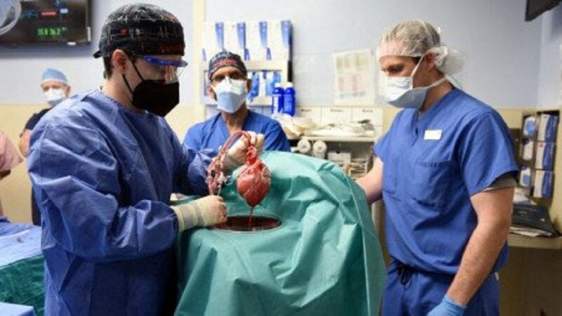 پیوند موفقیت‌آمیز قلب خوک به انسان برای نخستین بار در جهان