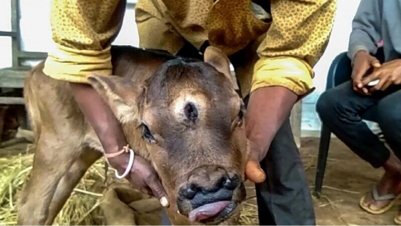 واکنش مردم محلی به تولد گوساله سه چشم در هند 