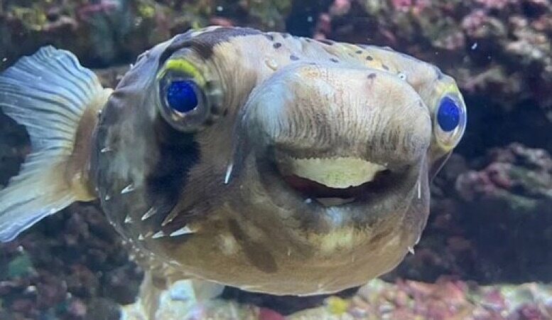 ماجرای عجیب یک ماهی که به دندانپزشکی رفت!+عکس
