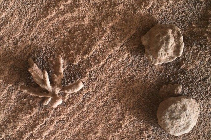  کشف یک «گُل» در مریخ!+عکس