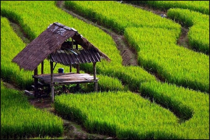 اراضی کشاورزی با صدور سند هویت‌دار می‌شود
