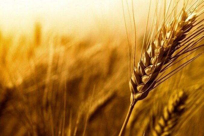 جهش ۹ درصدی قیمت گندم در واکنش به تحریمهای غربی
