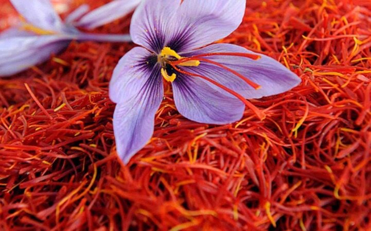 زعفران را برای اولین بار چه کسانی کاشتند؟