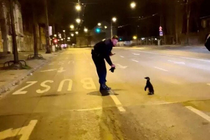 پنگوئن فراری از باغ وحش در حال قدم زدن در خیابان‌ (+عکس)