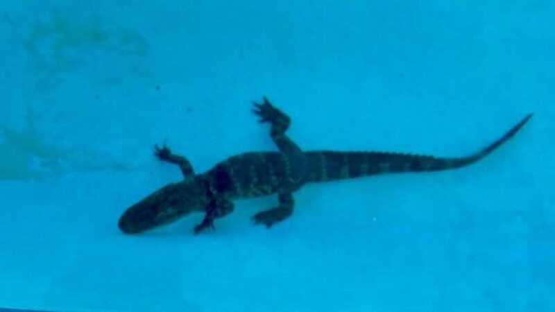 وحشت شناگران با دیدن تمساح در استخر