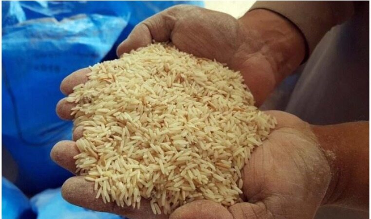 خبری خوب درباره قیمت  برنج