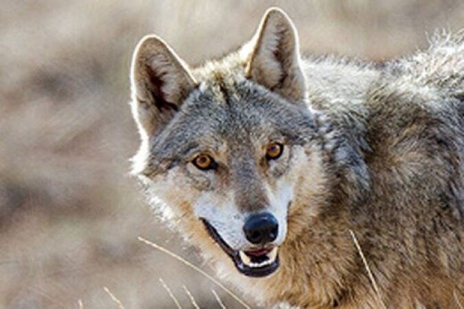 حمله گرگ‌های گرسنه به دو زن در خلخال+ عکس