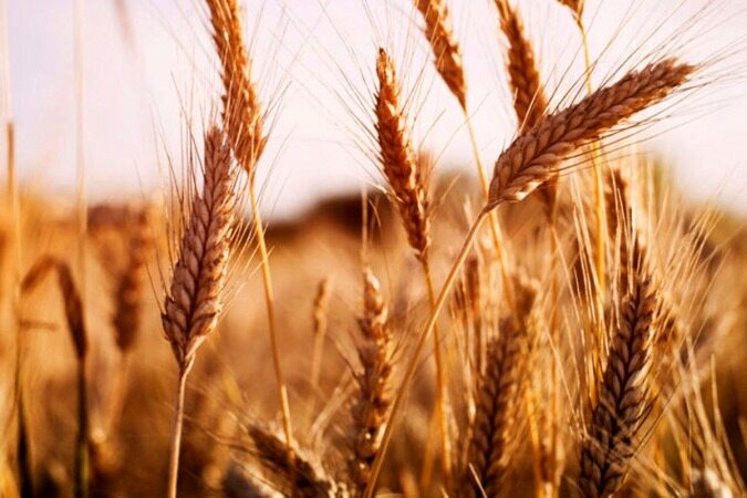 قیمت گندم صنف و صنعت مشخص شد