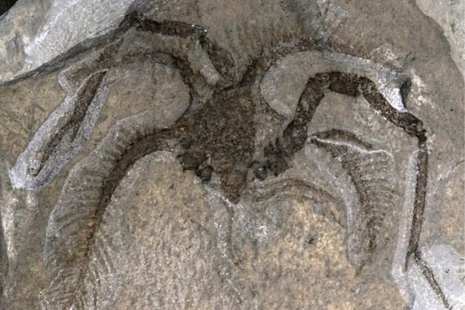 کشف یک جانور دریایی عجیب ۴۵۰ میلیون ساله!+تصویر