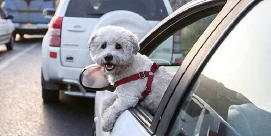 پلیس: جریمه سگ‌گردانی در خودرو، از هزینه غذای سگ کمتر است