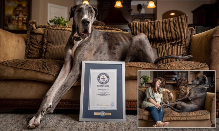 زئوس، بلند قدترین سگ جهان که روزی ۱۲ کاسه غذا می خورد!