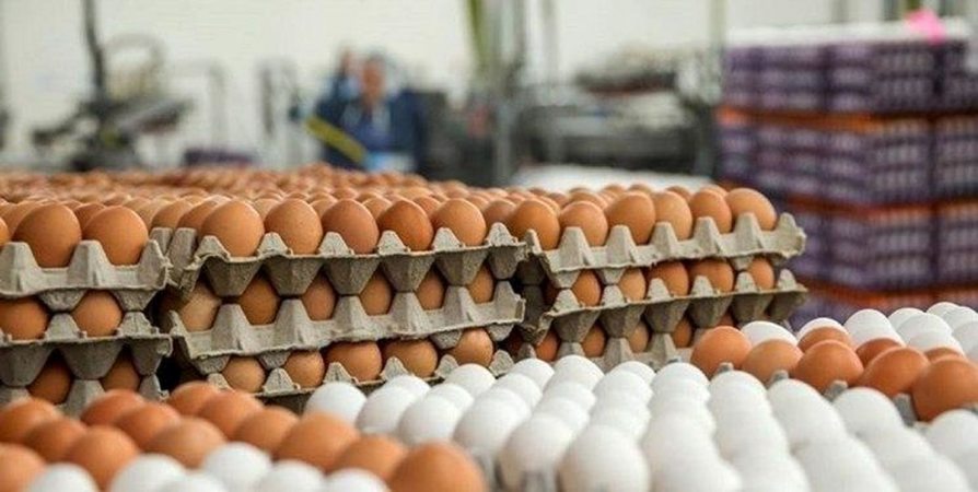 هیچ کمبودی در بازار تخم مرغ نداریم/ مازاد تولید برای صادرات