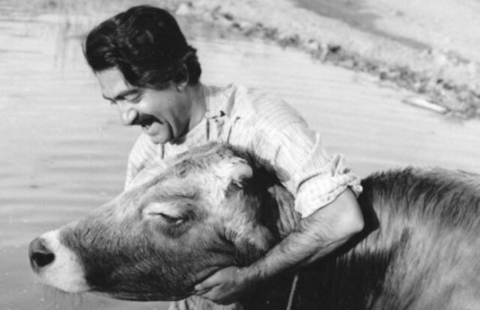 آغاز جشنواره فیلم‌های ایرانی در زوریخ با «گاو» مهرجویی