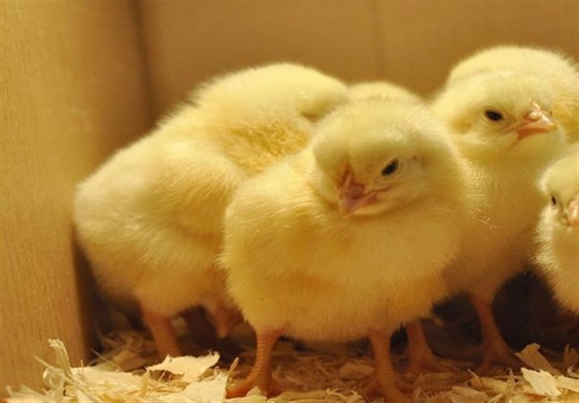 صادرات جوجه یک روزه و تخم مرغ نطفه دار آزاد شد