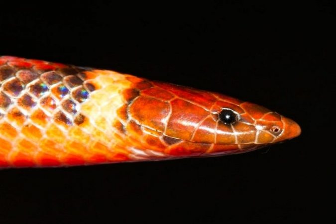 کشف گونه ای جدید و شگفت انگیز از یک مار+تصاویر