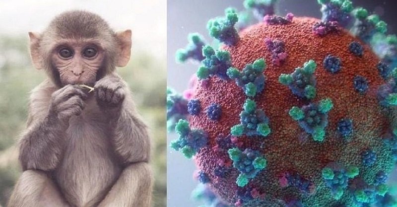 شناسایی ۶ بیمار مشکوک به آبله میمونی در ایران