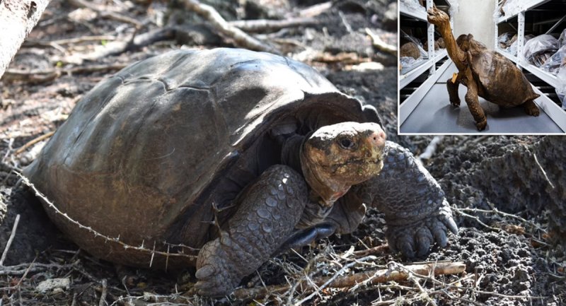 کشف لاک‌پشت منقرض شده غول‌پیکر بعد از یک قرن صحیح و سالم !+ عکس