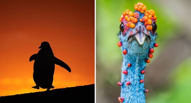 تصاویر خیره کننده فینالیست های مسابقه عکاس پرنده سال ۲۰۲۲