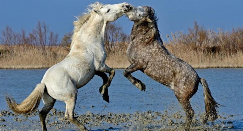 بدترین پدران در دنیای حیوانات