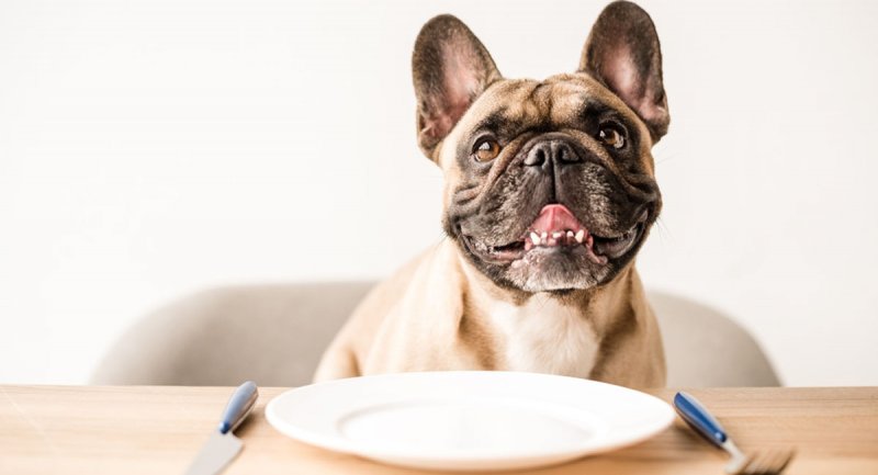 سگ‌ ها  کدام غذای انسان ها را می‌ توانند بخورند؟