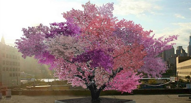درختی شگفت انگیز با 40 میوه پیوندی + تصاویر