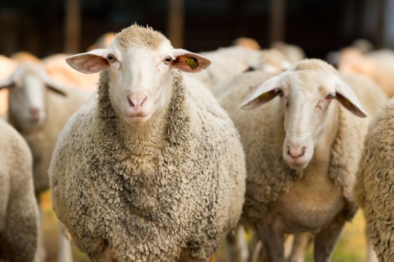 قیمت گوسفند زنده برای عید قربان اعلام شد
