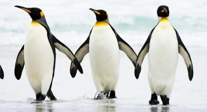 اعتصاب غذایی پنگوئن‌ها به دلیل کیفیت! + ویدیو