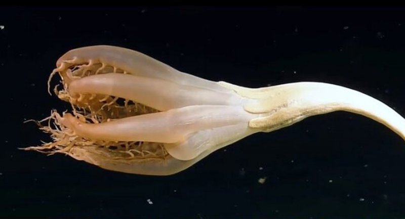 برای اولین بار مشاهده یک موجود عجیب در اعماق اقیانوس آرام + فیلم