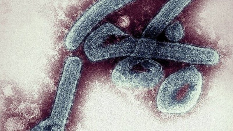 هشدار سازمان جهانی بهداشت درباره ویروس 