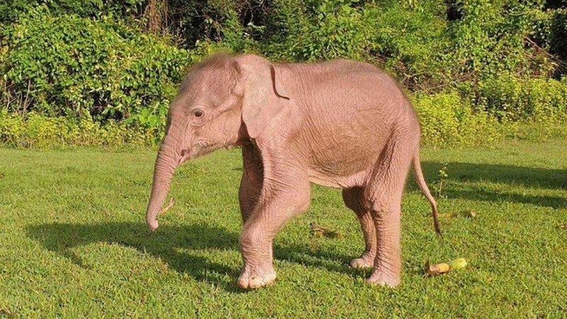 تولد فیلی عجیب در میانمار+ عکس