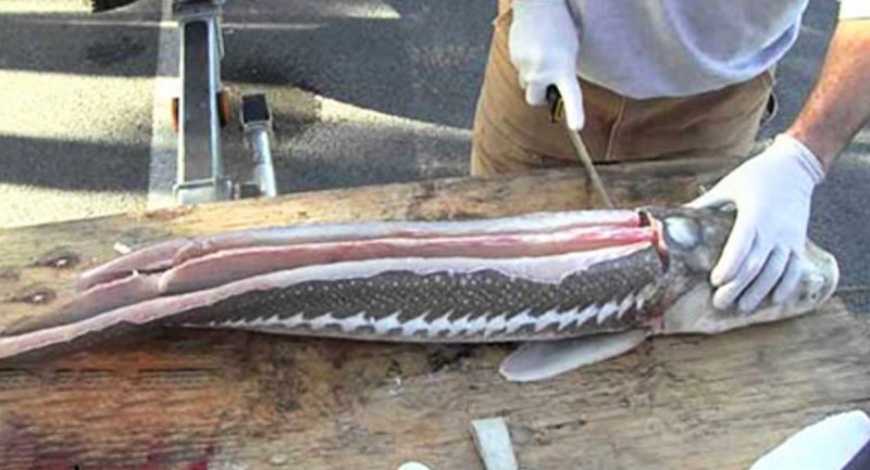 قیمت سرسام‌آور برای خوشمزه‌ترین ماهی دریای خزر/ قیمت ماهی اوزون برون در بازار 