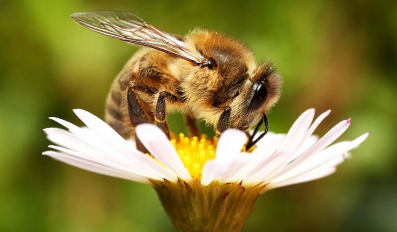 ویدیویی پربازدید از دزدی یک زنبور!