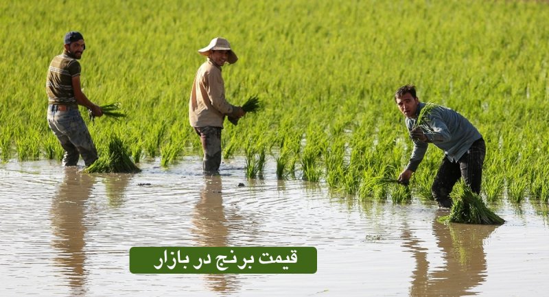 حباب برنج ایرانی ترکید/ رونمایی از قیمت جدید برنج