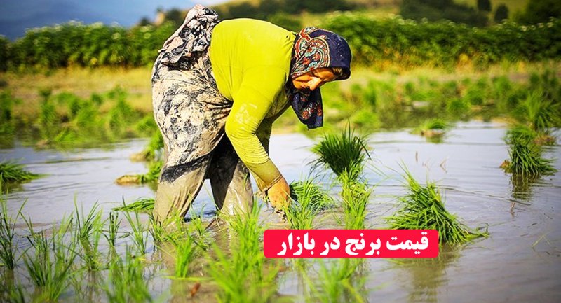 برنج ایرانی را گران‌تر از این قیمت نخرید/ ارزان‌تر هم می‌شود + قیمت
