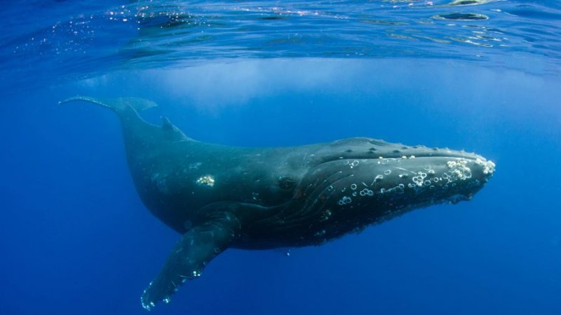  تصویر خارق العاده از ایستاده خوابیدن نهنگ ها!+ عکس