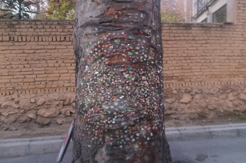 درخت عجیب و متفاوت به نام آدامسی در تهران + عکس
