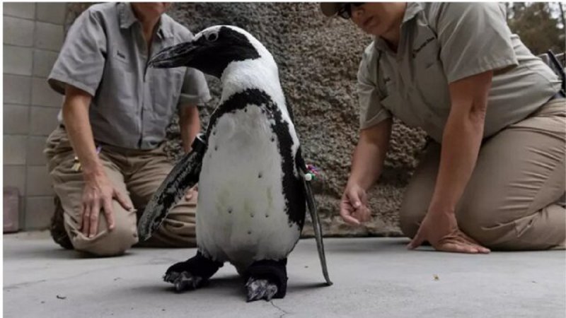 پنگوئنی با کفش‌های مصنوعی + عکس